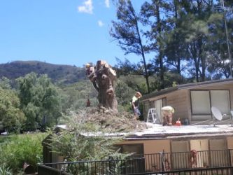 Alan Wallace Removing final part of dangerous Tree  - 1