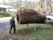 Alan with part of trunk of massive tree he recently removed on the NSW Central Coast