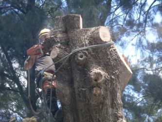 Arborist Alan Wallace  - 1
