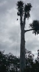 alan removing dangerous tree