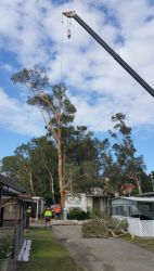 crane-removing tree